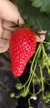 蒙特瑞草莓苗管理技术、甜宝草莓苗栽种时间图片4