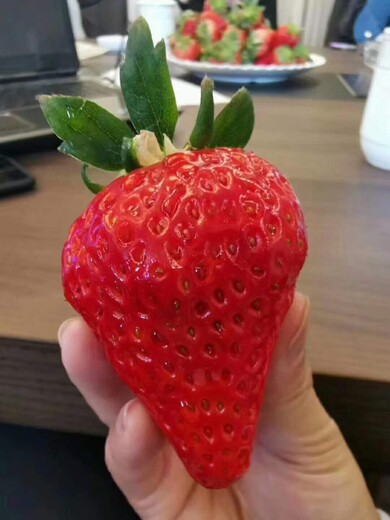 妙香草莓苗管理技术、露天草莓苗品种