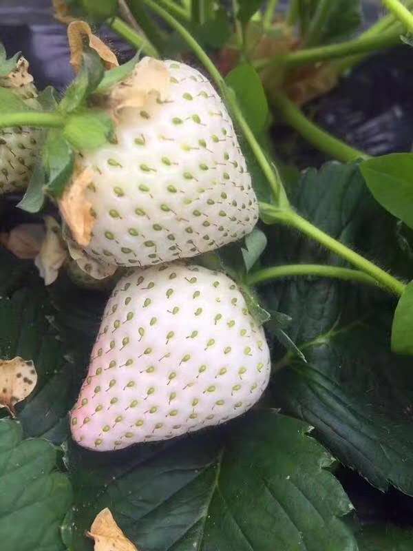 露天草莓苗基地卖价、白草莓苗一亩苗价格