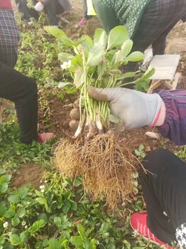 奶油草莓苗栽种时间、奶油草莓苗价格