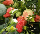 牛奶草莓苗近期价格、牛奶草莓苗主产区价格