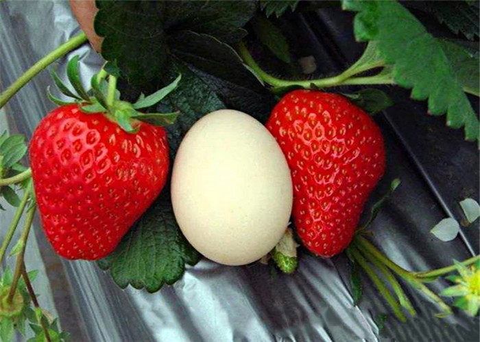 草莓小苗主产区报价、草莓小苗主产区售价