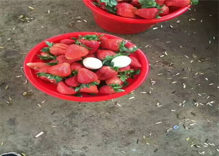 妙香草莓苗基地订购报价、妙香草莓苗栽种技术