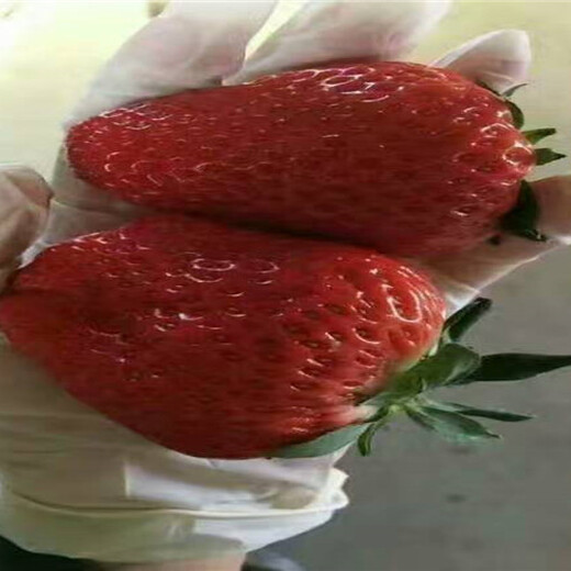 草莓苗供应厂家价格、草莓苗主产区价格
