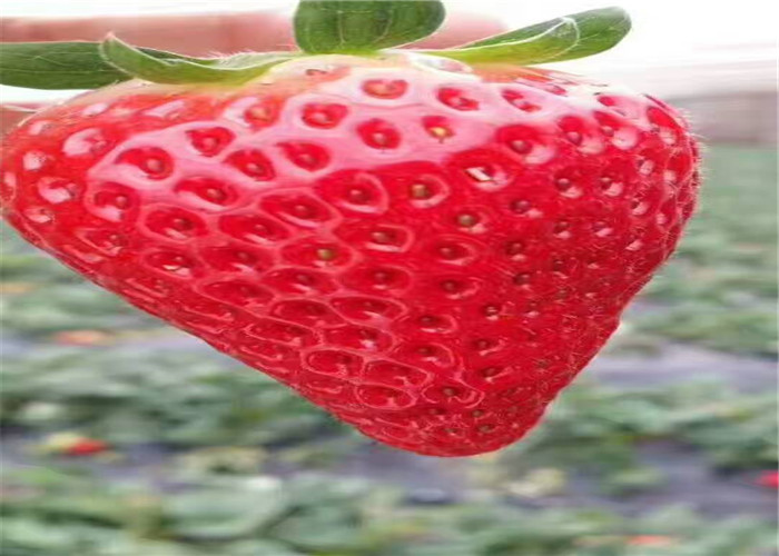 章姬草莓苗育苗基地卖价、章姬草莓苗品种介绍