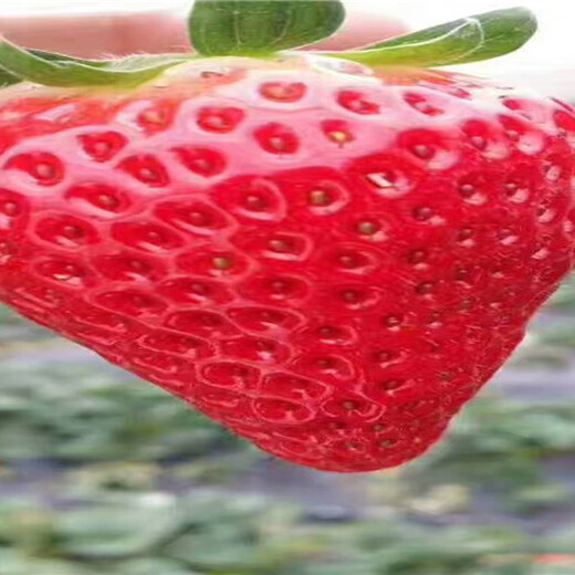 妙香草莓苗供应厂家价格、妙香草莓苗品种介绍
