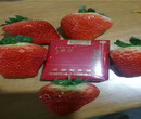 全明星草莓苗树苗地方有、全明星草莓苗主产区价格图片