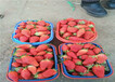 妙香草莓苗供应厂家价格、妙香草莓苗栽种技术