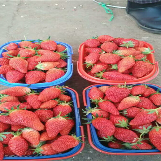 露天草莓苗树苗地方有、露天草莓苗栽种技术