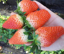 妙香草莓苗送货报价、妙香草莓苗品种介绍