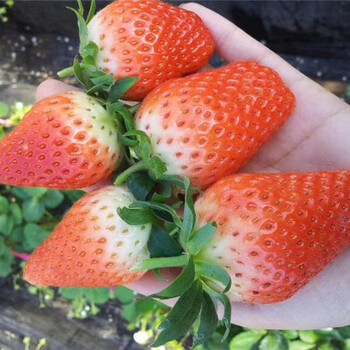 牛奶草莓苗卖的价格、牛奶草莓苗基地批发报价