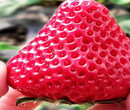 全明星草莓苗供应厂家价格、全明星草莓苗育苗基地报价图片