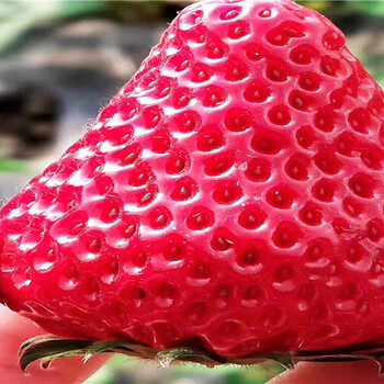 陆地草莓苗近期价格、陆地草莓苗基地批发报价