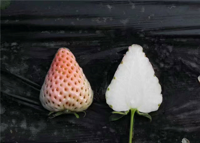 草莓小苗产量和栽种技术、草莓小苗栽种技术