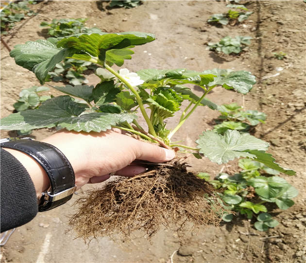 陕西铜川草莓苗基地位置、采摘用草莓苗本地出售