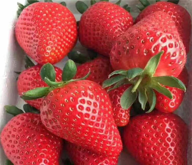 河南鄢陵草莓苗批发报价、大棚草莓苗批发出售