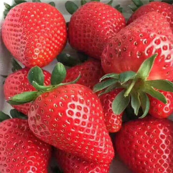 湖南邵阳草莓苗联系方式、新草莓苗大量出售