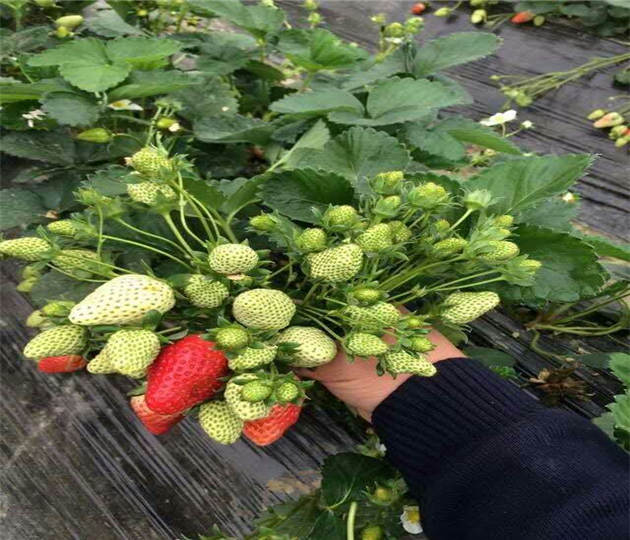 四川宜宾草莓苗基地位置、雪里香草莓苗基地供应