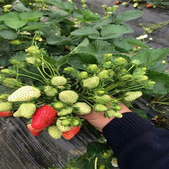 四川乐山草莓苗联系方式、红颜草莓苗这里售卖