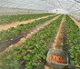 宁夏石嘴山草莓苗供应、草莓苗这里能买到苗