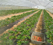 奶油草莓苗基地现挖草莓苗基地供应图片2