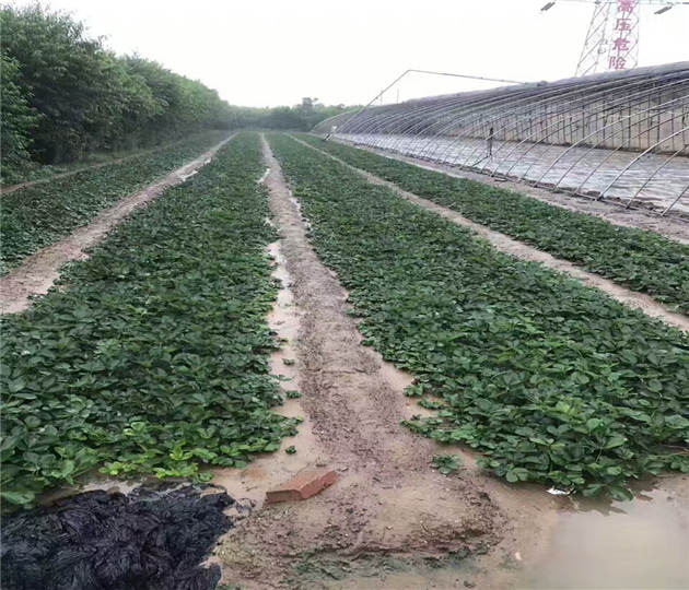 全草莓苗供应商  草莓苗便宜供应