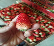 奶油草莓苗基地现挖草莓苗基地供应图片5