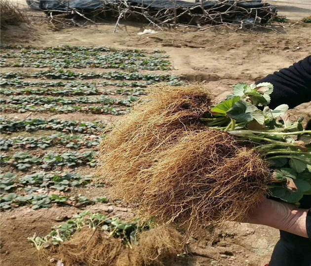 牛奶草莓苗价格公道  草莓苗基地有卖