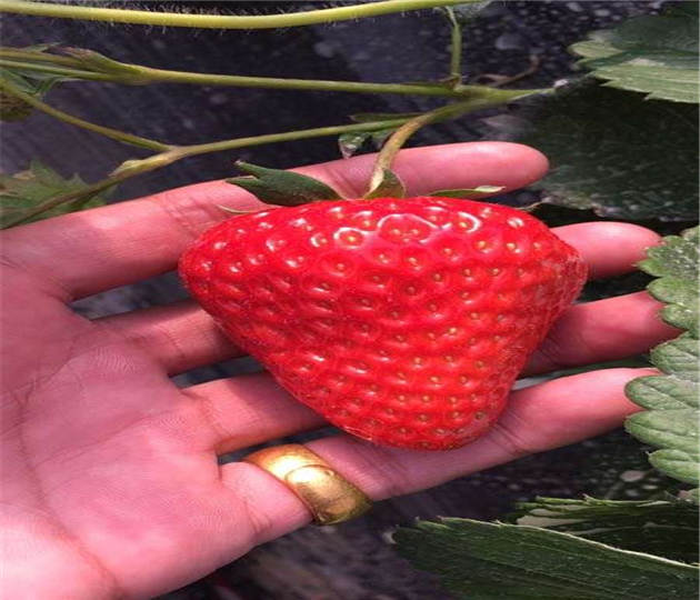 陕西宝鸡草莓苗价格、露天草莓苗大量出售