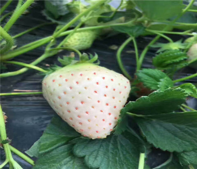 大棚草莓苗供应  草莓苗货比三家