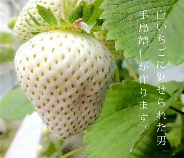 广东佛山草莓苗咋卖的、甜查理草莓苗基地有卖