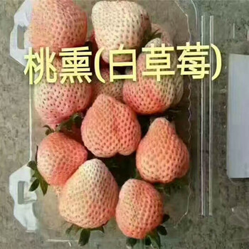 草莓苗技术支持奶油草莓苗这里售卖