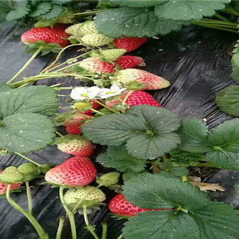 福建三明草莓苗批发基地、矮化草莓苗批发出售