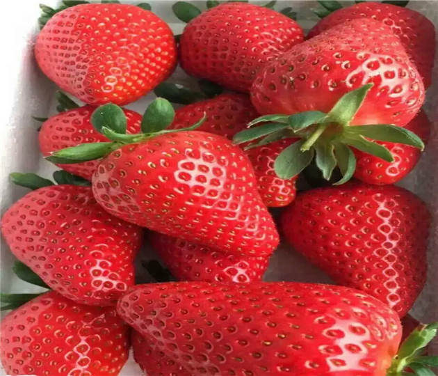 奶油草莓苗基地现挖  草莓苗基地供应