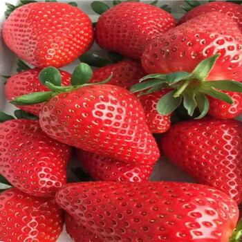 大棚草莓苗供应草莓苗货比三家