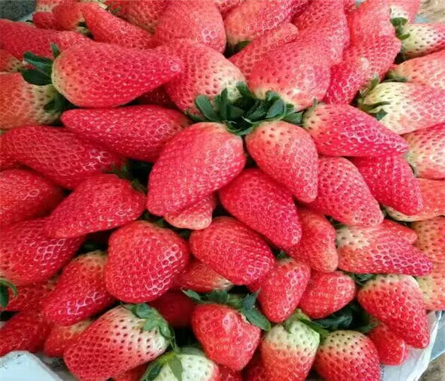 圣诞红草莓苗技术支持  草莓苗便宜供应