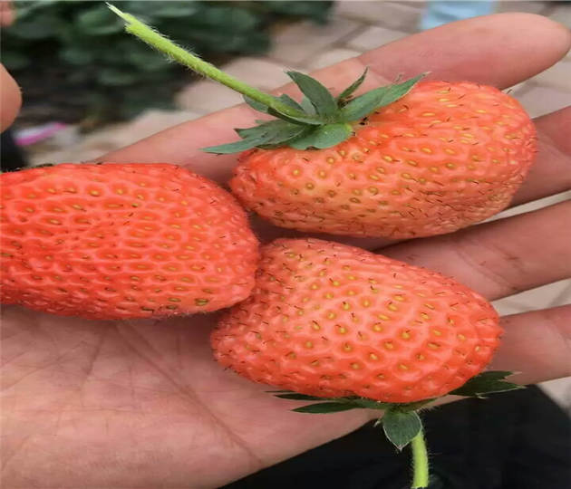 四季草莓苗啥价格  草莓苗联系方式