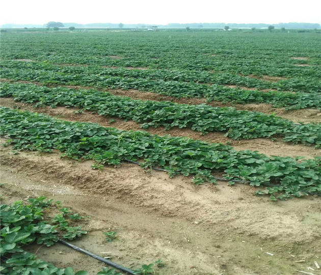 采摘用草莓苗基地现挖  草莓苗基地位置