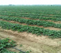 河北邯郸草莓苗供应、雪里香草莓苗农户供应