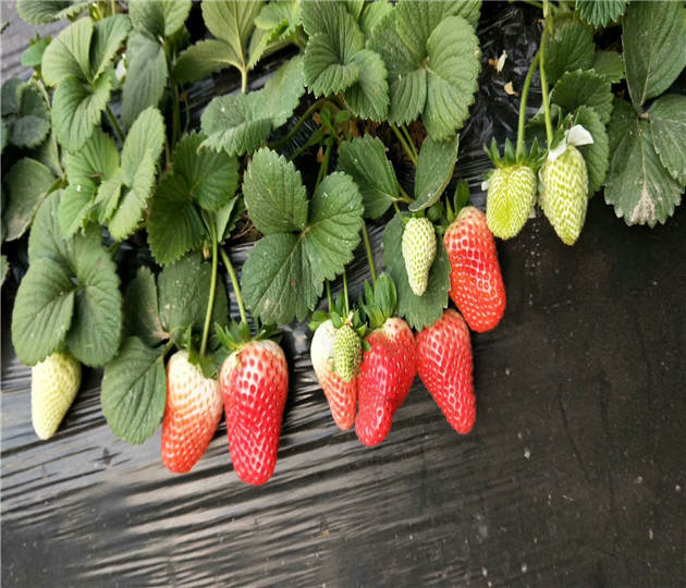 四川阿坝草莓苗啥价格、大棚用草莓苗批发出售