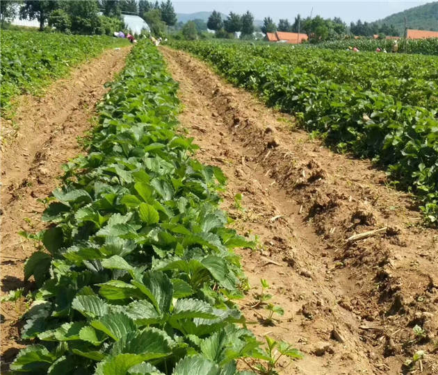 草莓苗批发出售陆地种植草莓苗基地位置