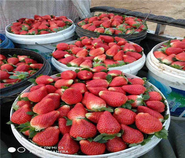 草莓苗价格公道露天草莓苗基地有卖