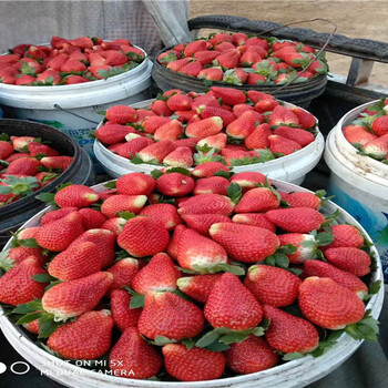 新疆阿克苏草莓苗基地位置、红颜草莓苗这里有售