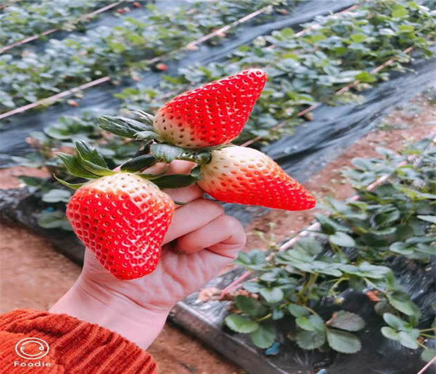 草莓苗技术支持奶油草莓苗这里售卖