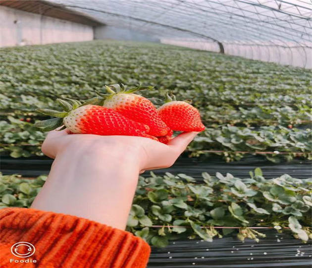 四川成都草莓苗啥价格、采摘用草莓苗基地价格