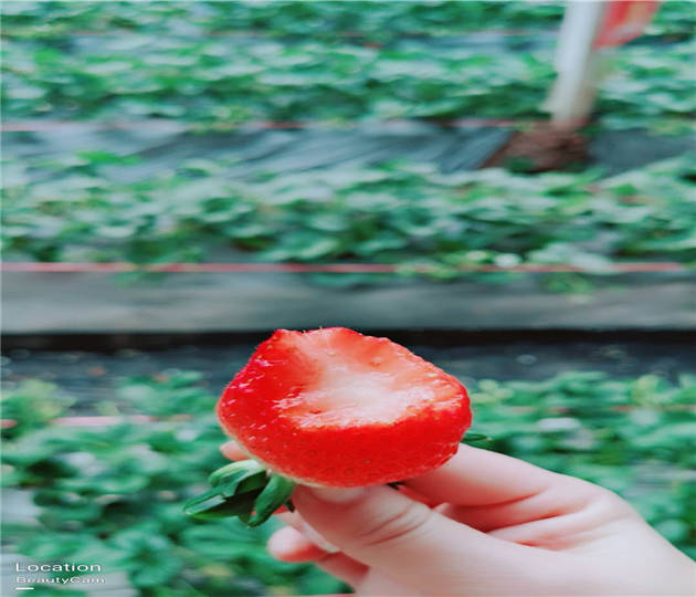 隋珠草莓苗技术支持  草莓苗基地供应