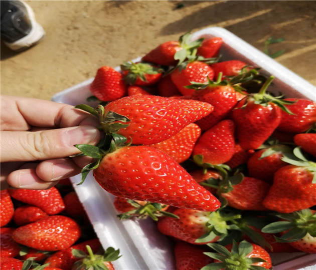 云南普洱草莓苗批发基地、丰香草莓秒基地供应