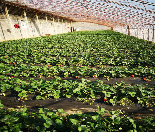 隋珠草莓苗技术支持  草莓苗基地供应