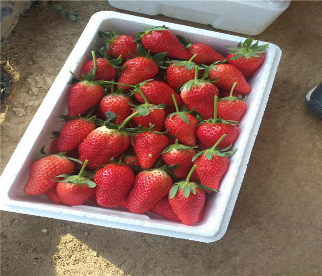 草莓苗批发市场甜宝草莓苗货比三家