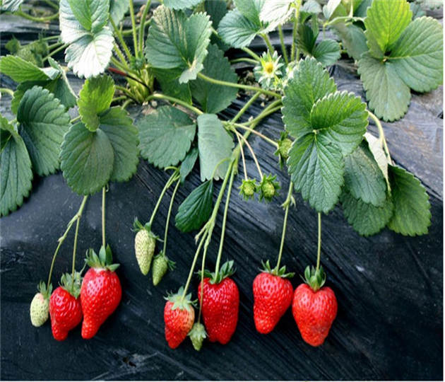 牛奶草莓苗批发基地  草莓苗本地出售